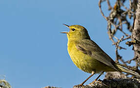 Orange-crowned Warbler