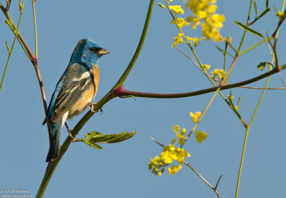 Lazuli Bunting male adult, habitat, pigmentation