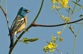 Lazuli Bunting