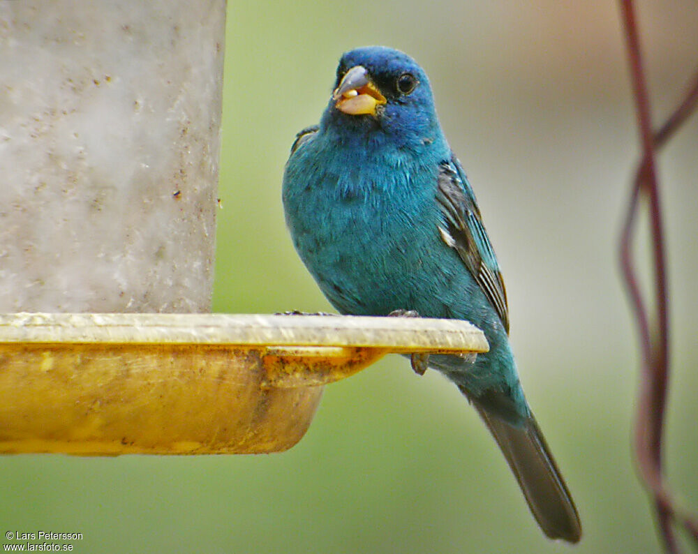 Passerin indigo