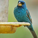 Passerin indigo