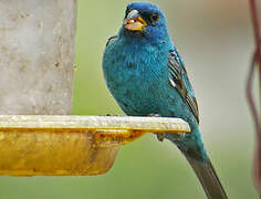 Indigo Bunting