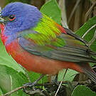 Passerin nonpareil