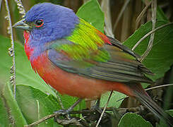 Painted Bunting