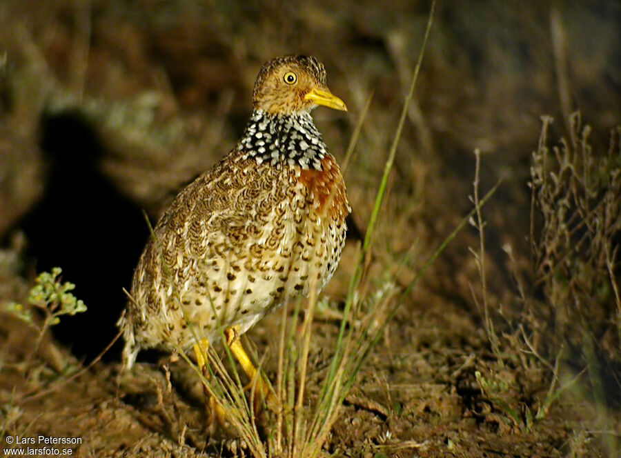 Plains-wanderer