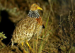 Plains-wanderer