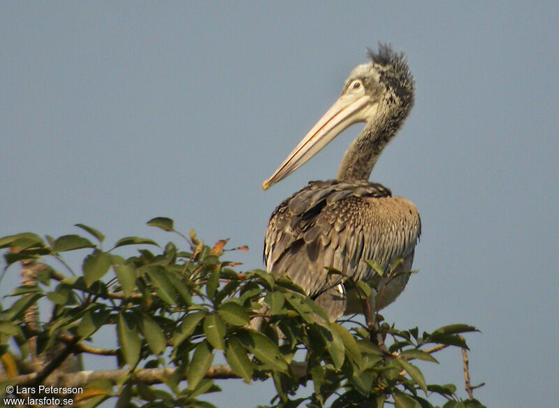 Spot-billed Pelican