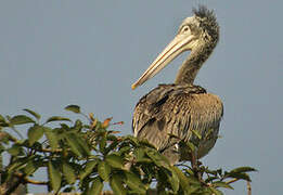 Spot-billed Pelican