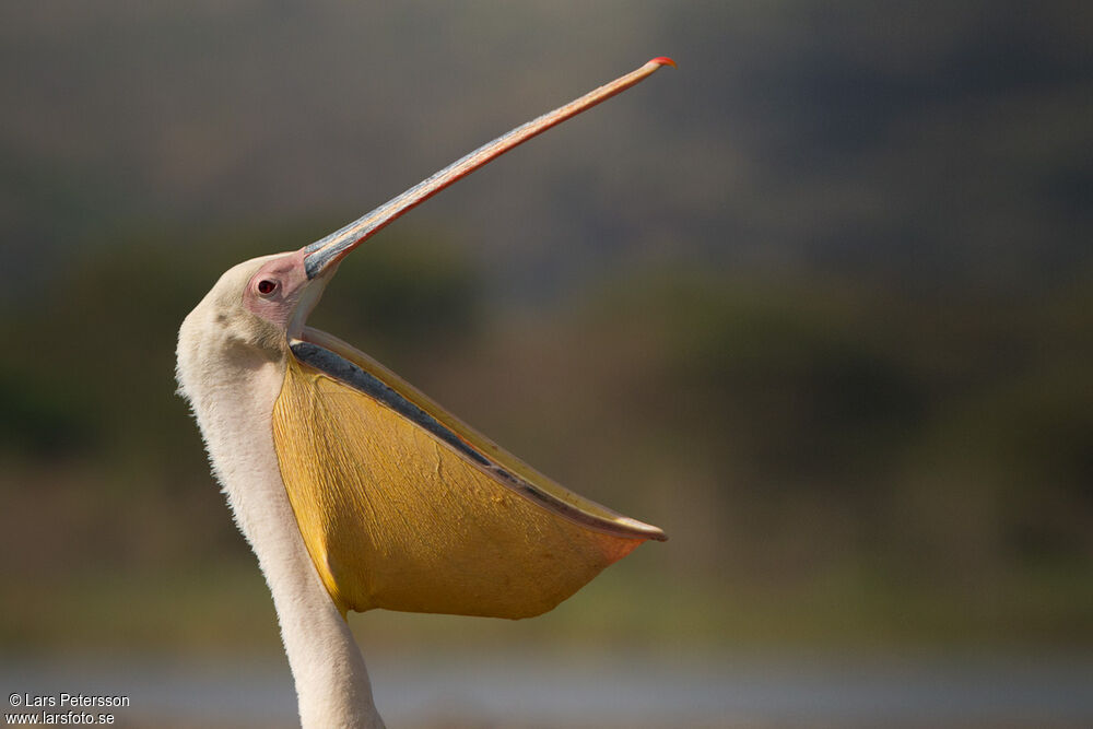 Great White Pelican