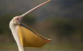 Great White Pelican