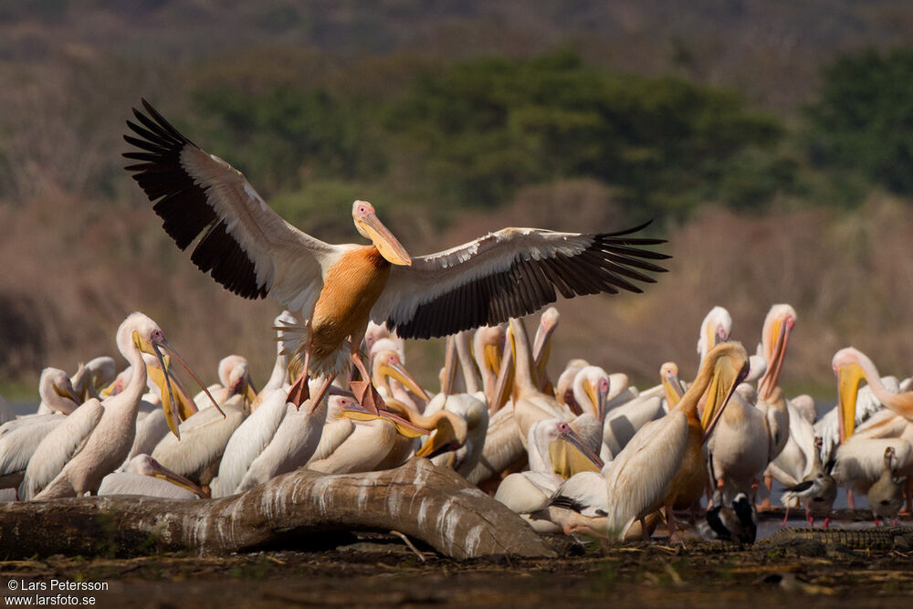 Great White Pelican