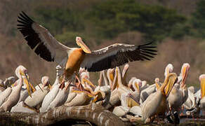 Great White Pelican