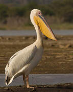 Great White Pelican