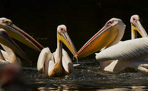 Great White Pelican