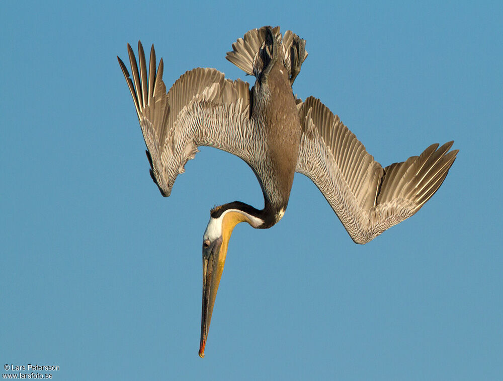 Brown Pelican