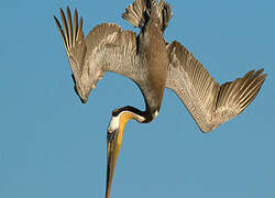 Brown Pelican