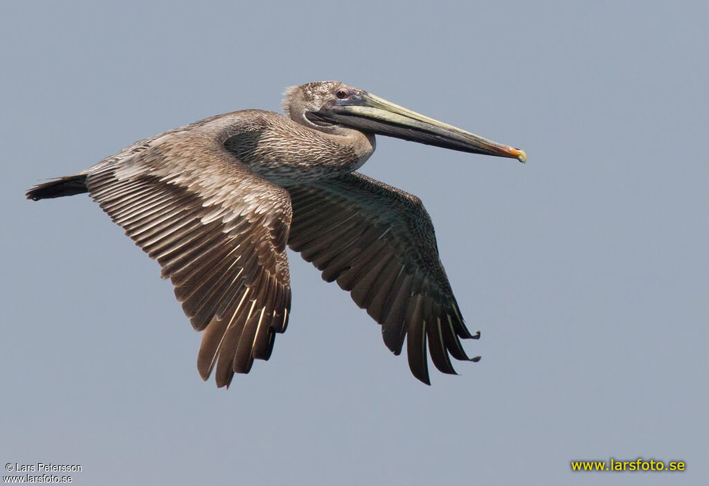 Brown Pelican