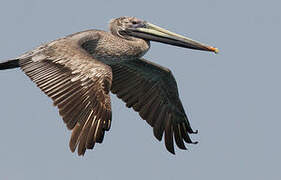 Brown Pelican