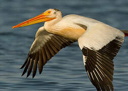 American White Pelican