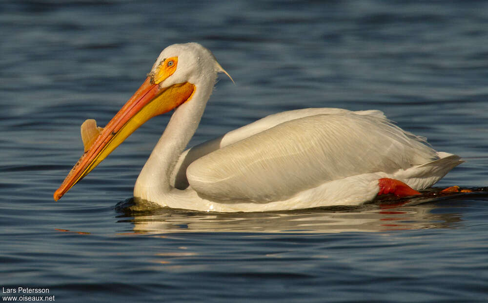 American White Pelicanadult, close-up portrait