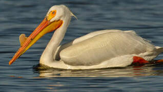 American White Pelican