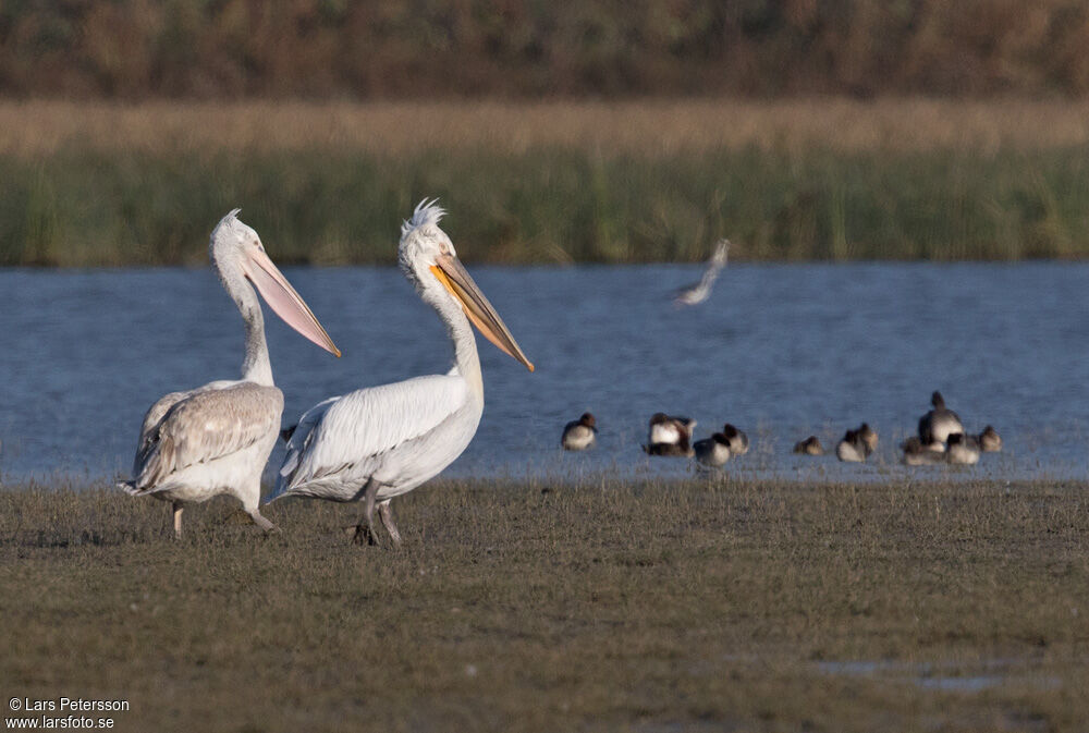 Dalmatian Pelican