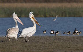 Dalmatian Pelican