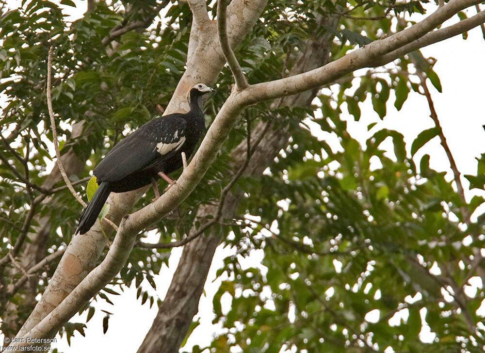 Blue-throated Piping Guan