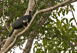 Blue-throated Piping Guan