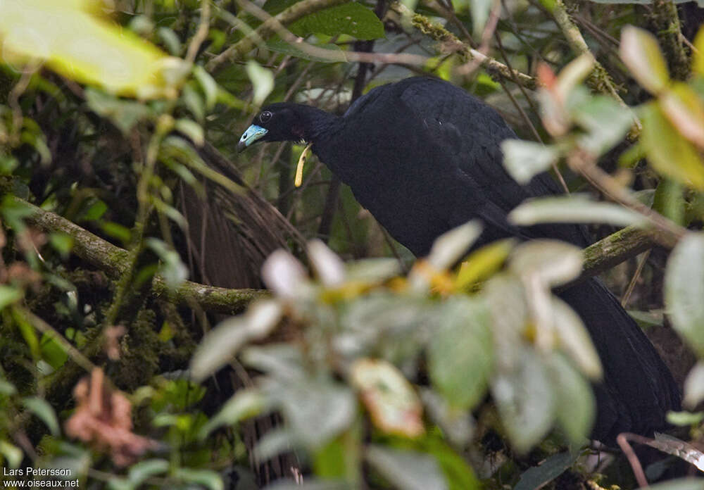 Wattled Guanadult, identification