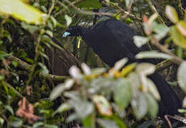 Wattled Guan