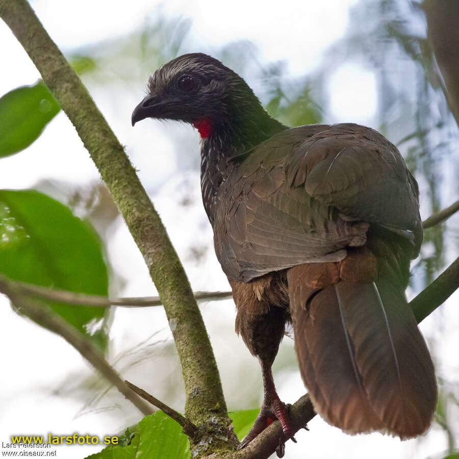 Bearded Guanadult, aspect