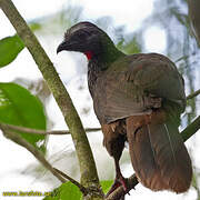 Bearded Guan