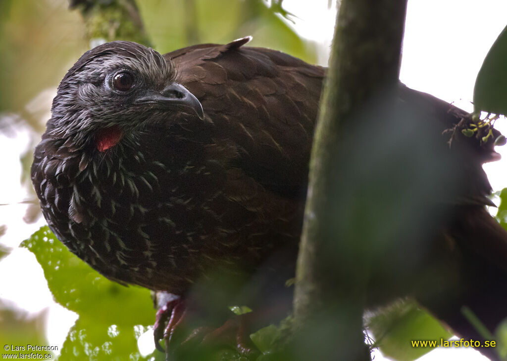 Bearded Guan