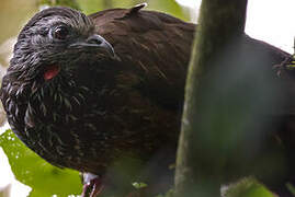 Bearded Guan