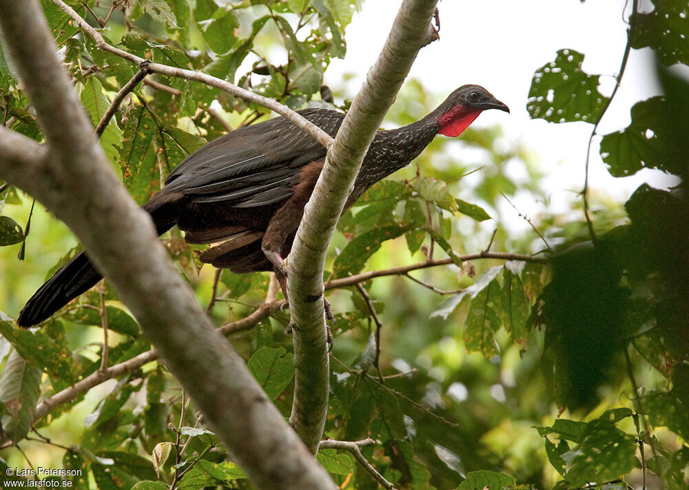 Spix's Guan