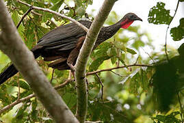 Spix's Guan