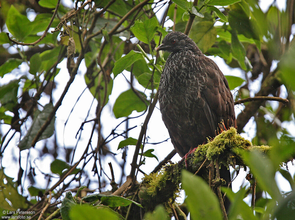 Andean Guan