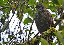 Andean Guan