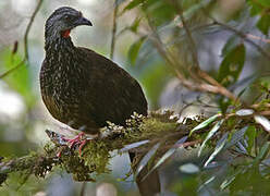 Andean Guan