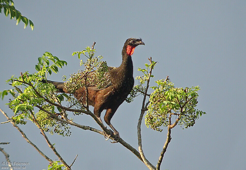 Yungas Guanadult, Behaviour