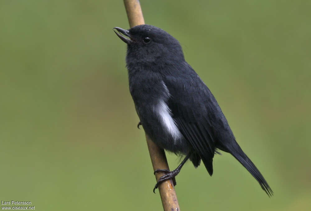 White-sided Flowerpiercer male adult, identification