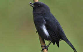 White-sided Flowerpiercer