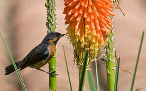 Black-throated Flowerpiercer