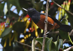 Chestnut-bellied Flowerpiercer