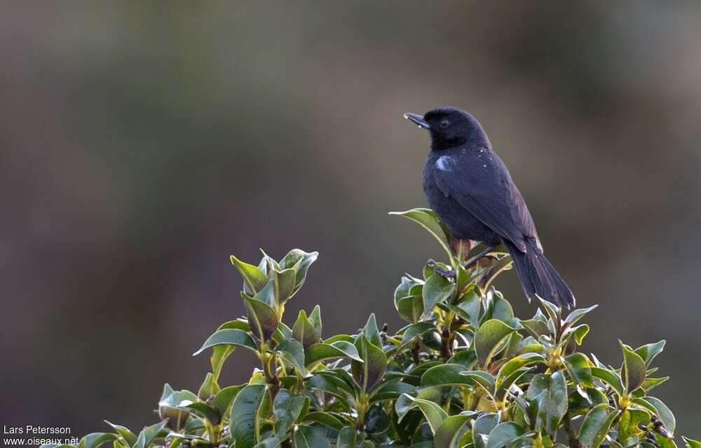 Glossy Flowerpierceradult, identification