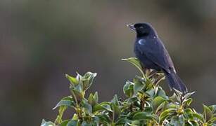 Glossy Flowerpiercer