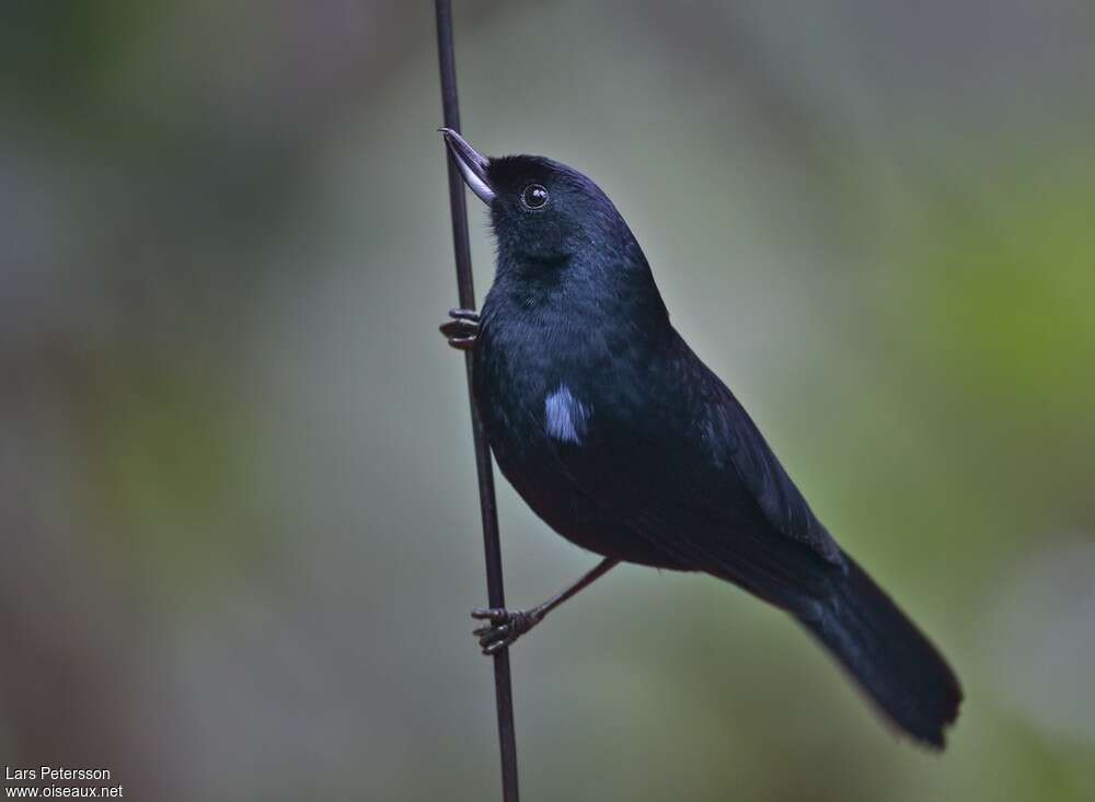 Glossy Flowerpierceradult, identification