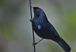 Glossy Flowerpiercer