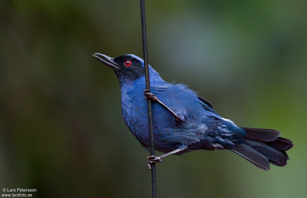 Masked Flowerpiercer